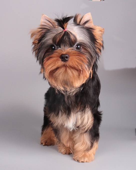Laranta LARANTA COCO MADEMOISELLE &mdash; Labaza DogPedigree YorkshireTerrier
